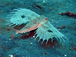 Flying gurnard in the sand